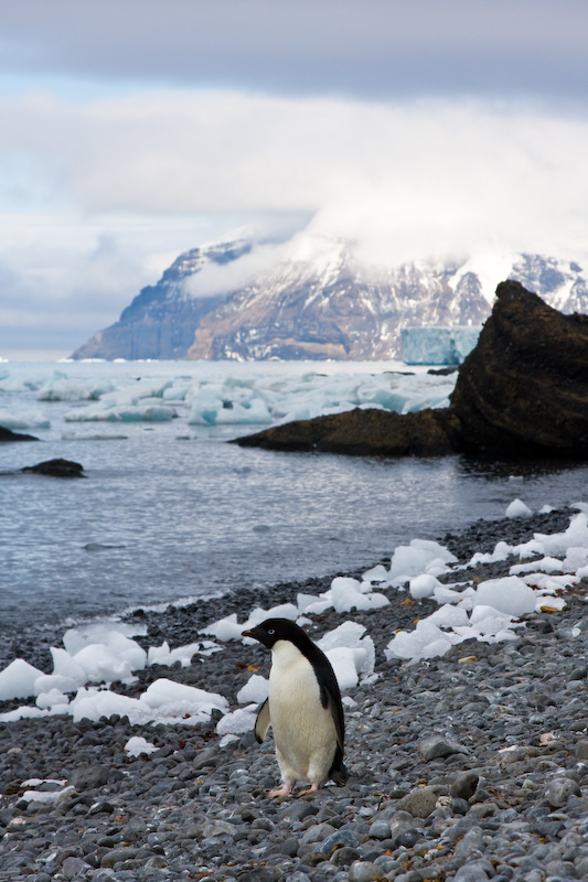 Adélie Penguin On Beach